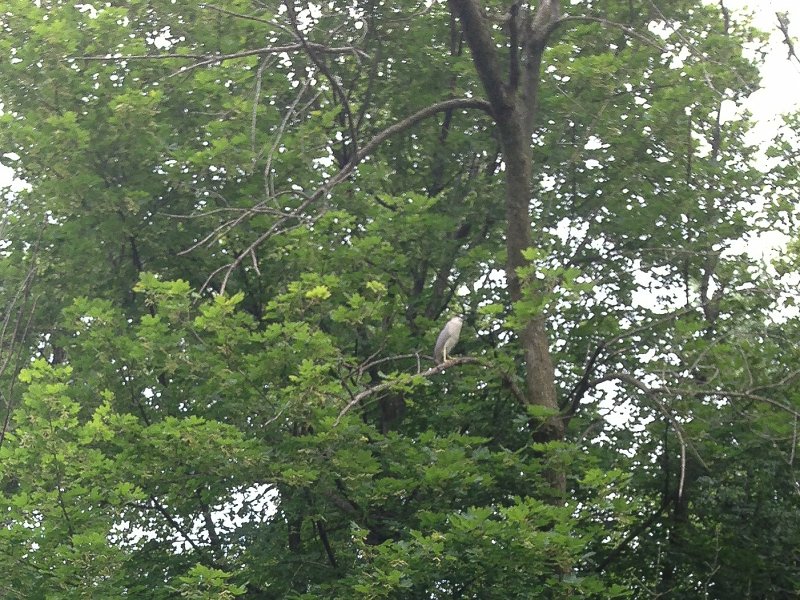 photo (6).jpg - Black-crowned Night Heron